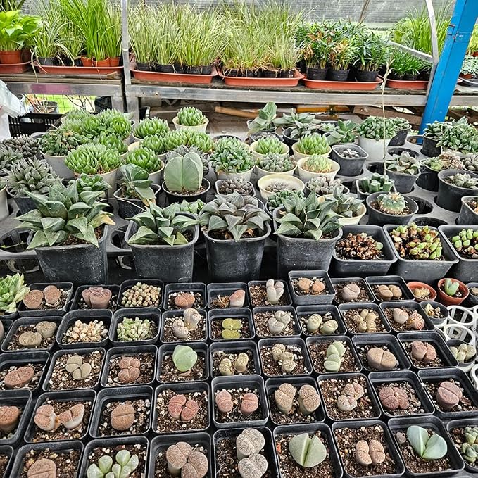 80 Pcs Nursery Pots 4 Inch, Plastic Seed Starting Pot - Image 2