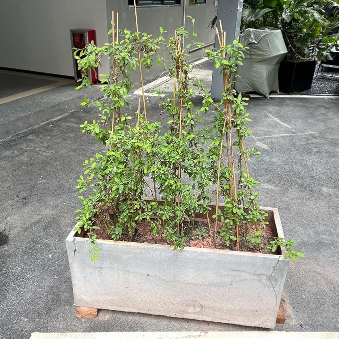 Plant Stakes, 18 Inches Natural Garden Bamboo Sticks, BOVITRO 20Pcs Plant - Image 5
