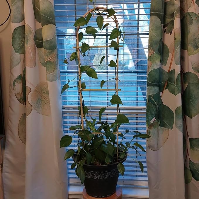 10 Pack 4ft U-Shape Bamboo Trellis - Image 3