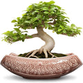 Large Bonsai Pots by Teagas