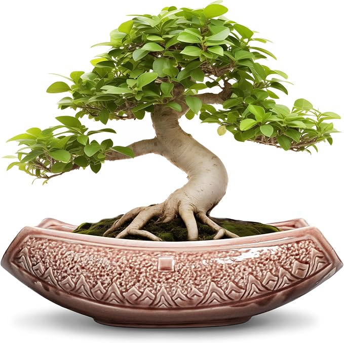 Large Bonsai Pots by Teagas