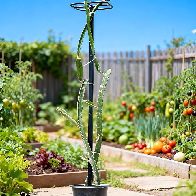 63" Metal Dragon Fruit Trellis – Durable Outdoor Garden Support - Image 5