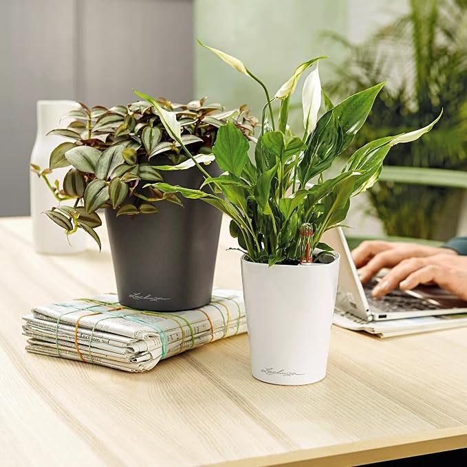 Lechuza 14903 Deltini Self-Watering Planter - Image 9