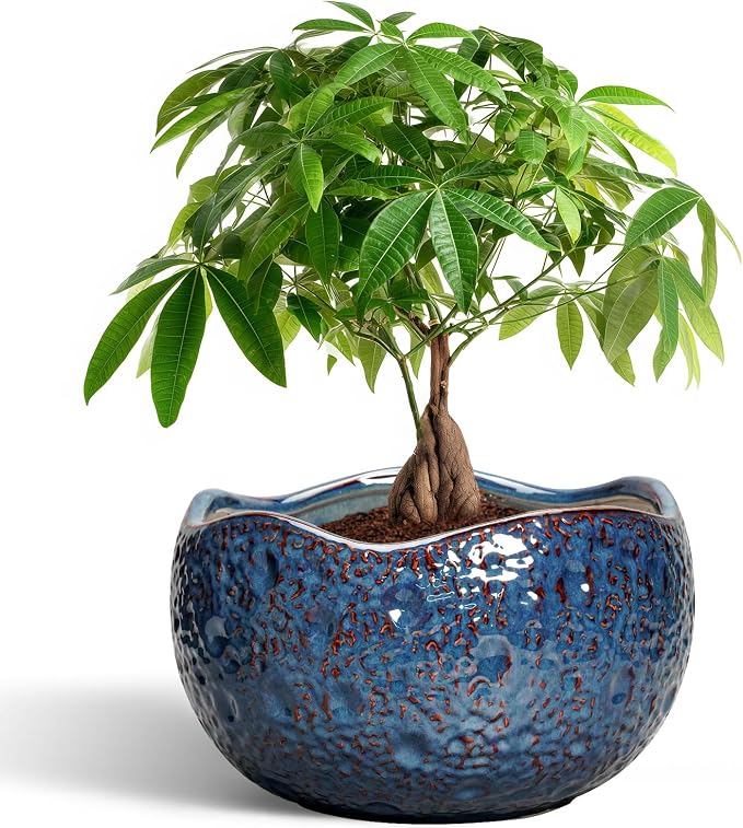 10 Inch Plant Pot by Thirtypot