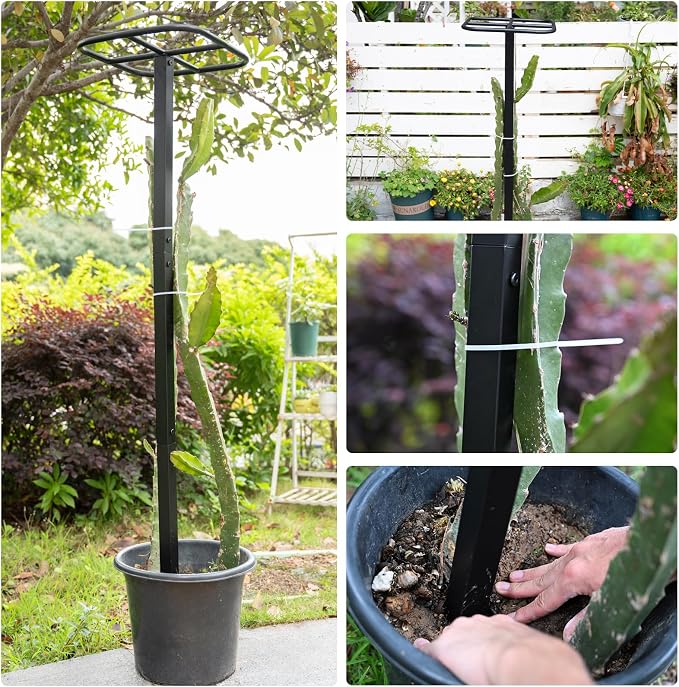 2PCS Dragon Fruit Trellis - Image 3