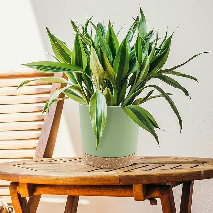 QCQHDU 8 inch Plant Pot, 2 Pack Planters - Image 5