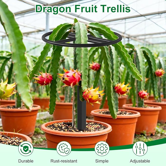 Adjustable Dragon Fruit Trellis, Heavy Duty Metal Plant Support Frame - Image 2