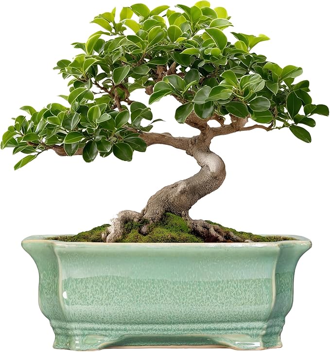 Bonsai Tree Pot 11.6 Inch by Teagas