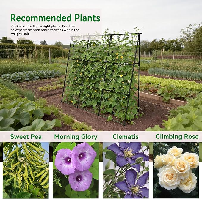 Cucumber Trellis - Image 6