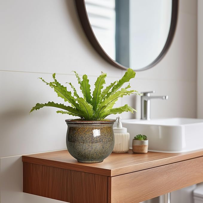 Self Watering Planters for Indoor Plants, 6 Inch Ceramic African Violet Pots - Image 5