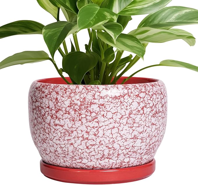 SQOWL Ceramic Pots for Plants by SQOWL
