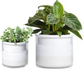 Phoenix Vine 6 Inch 4 Inch Self Watering Planter Pots, Design White Terracotta by Phoenix+Vine