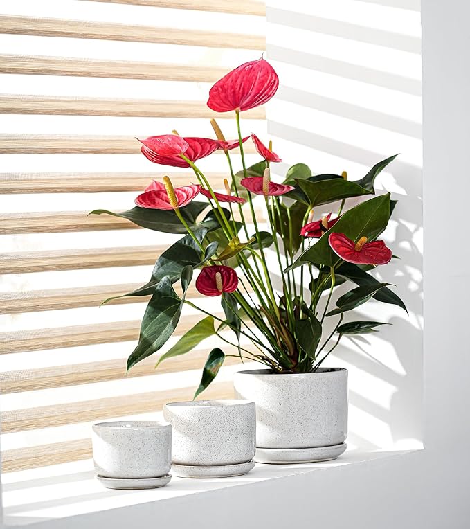 Ton Sin Plant Pots, 4.1+5.1+6.5 inch, Ceramic Planters - Image 4