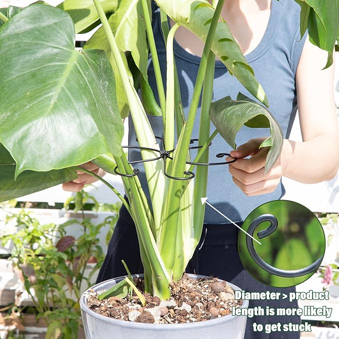 Monstera Plant Stem Support Set - Image 4