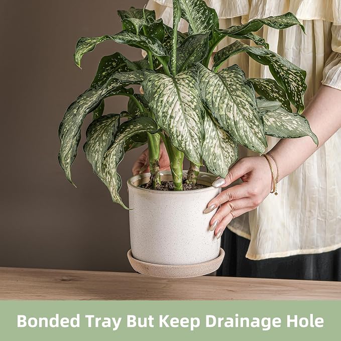 5.8 Inch Plant Pot: Ceramic Planter - Image 3