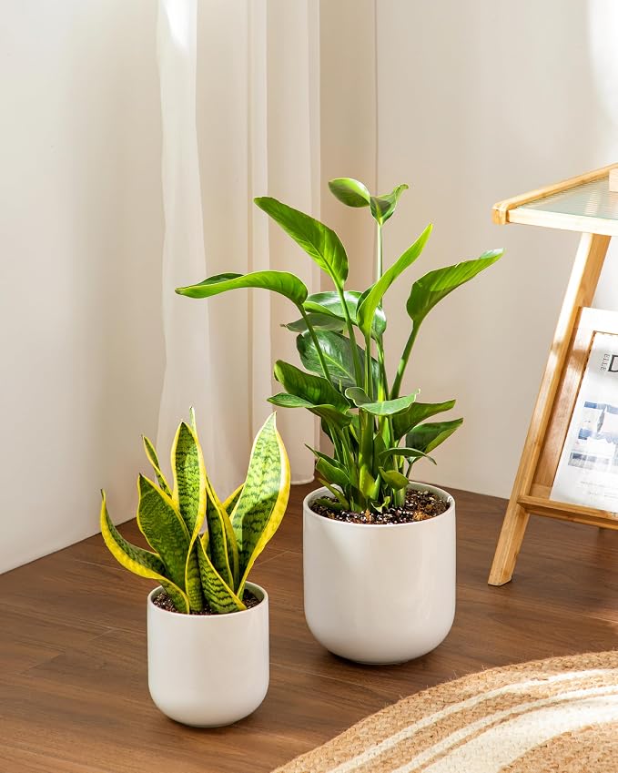 vancasso 8 Inch Ceramic Plant Pots, Planters - Image 6