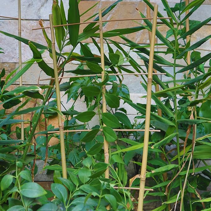 10 Pack 2ft Bamboo Trellis for Climbing Plants-Natural Garden Ladder Trellis - Image 6