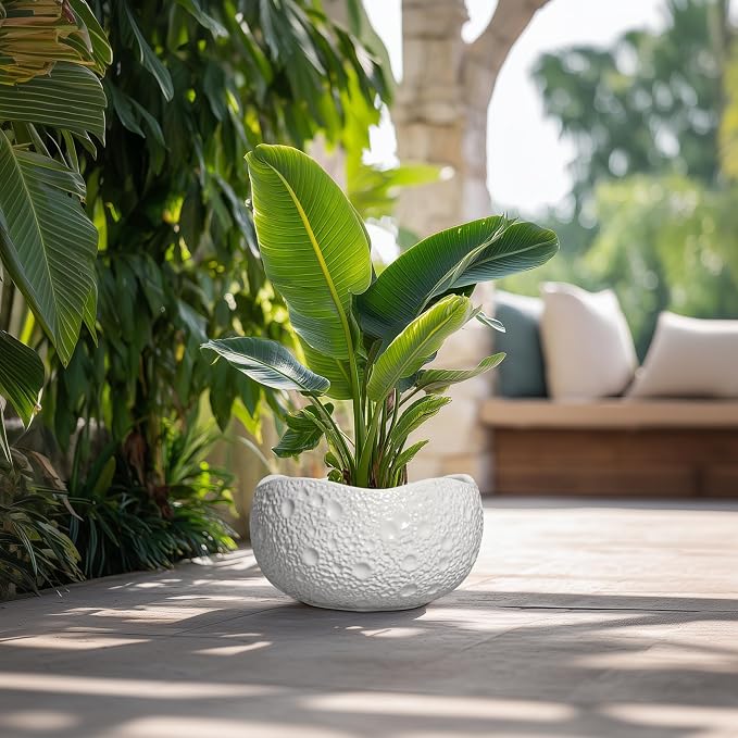 Large Bonsai Pots - Image 4