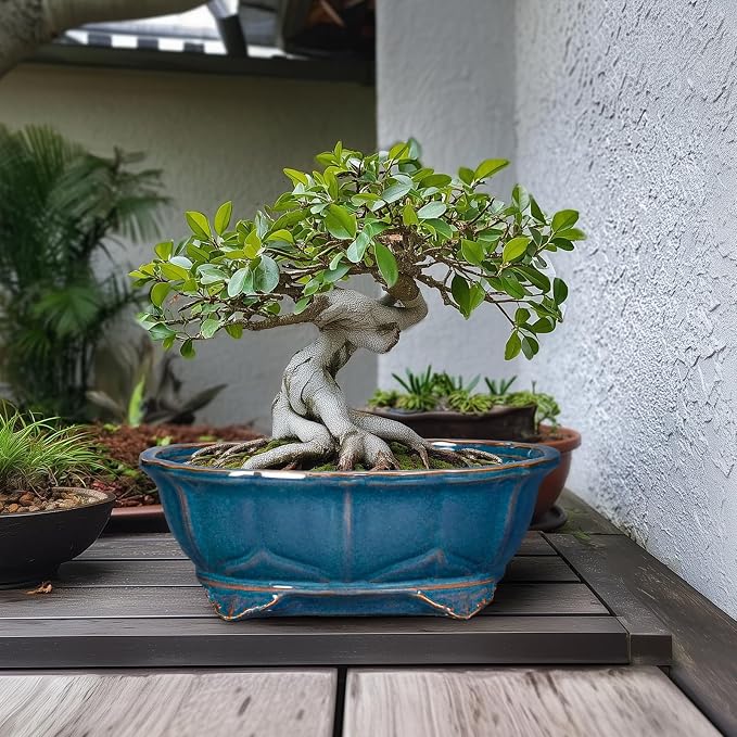 Bonsai Pots - 13.2 Inch Oval Ceramic Pots - Image 3
