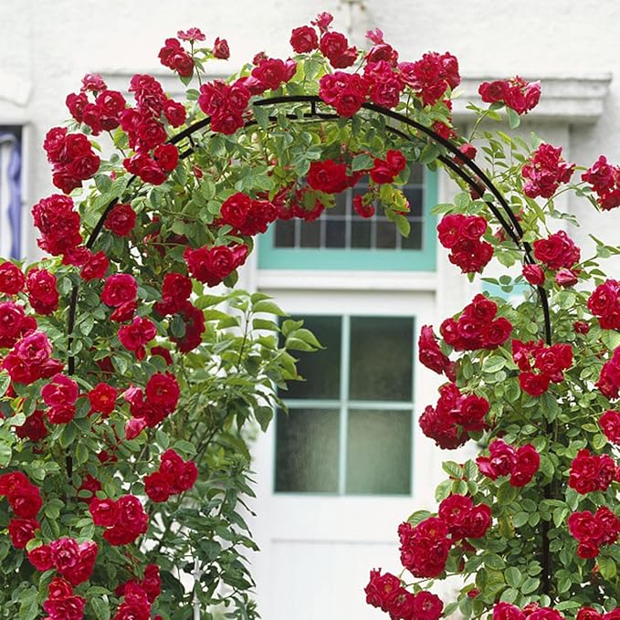 Garden Arch, Outdoor Flower Garden Arch Trellis, Sturdy Steel Arbor - Image 7