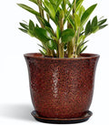 10 Inch Plant Pot by SUNPOTFOR