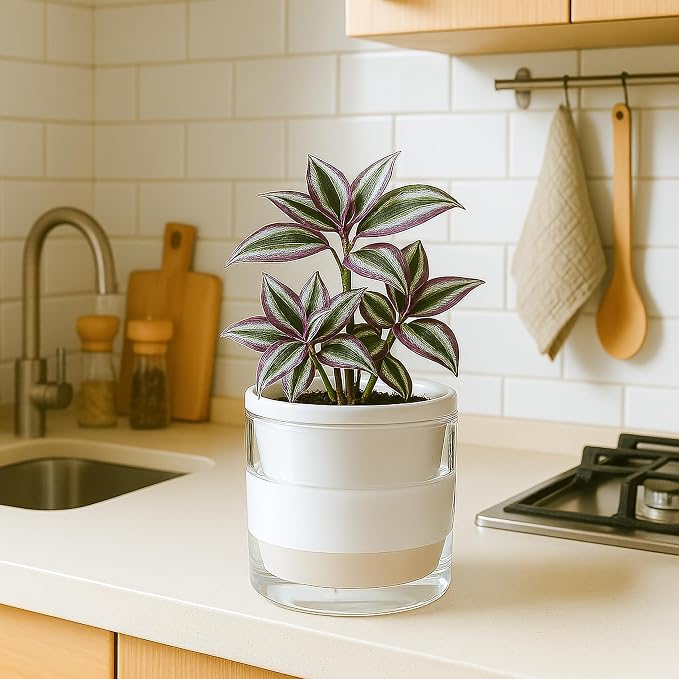 D'vine Dev 6 Inch Design Self Watering Planter - Image 8