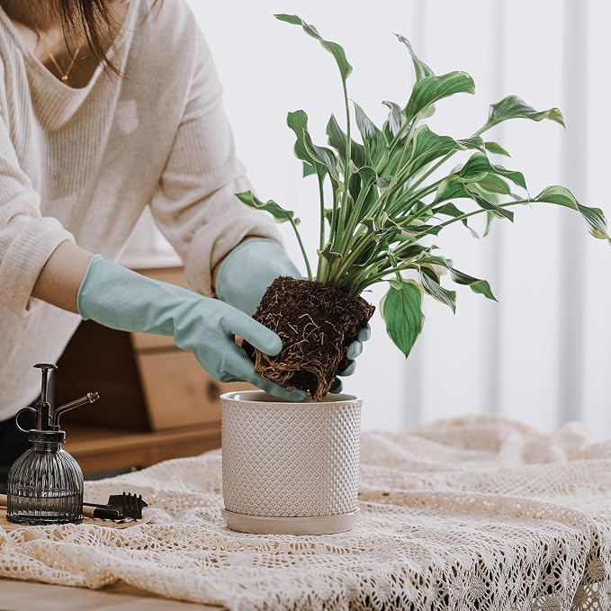 5.8 Inch Plant Pot: Ceramic Planter - Image 6