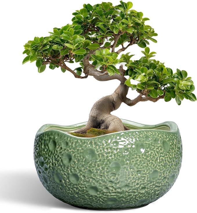 Ceramic Pots for Plants by Thirtypot