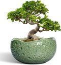 Ceramic Pots for Plants by Thirtypot