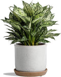 8 Inch Plant Pot: Ceramic Planter by Chubacoo