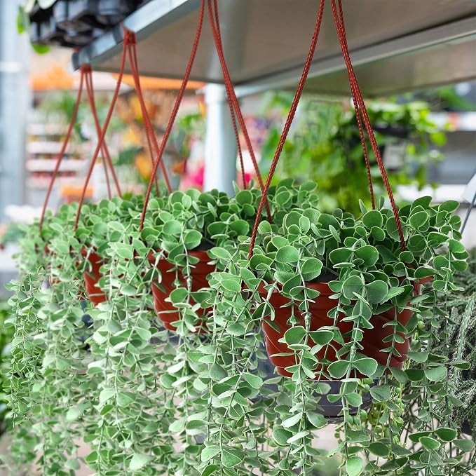 Tioncy 50 Pcs Plastic Hanging Planter Round Hanging Pot - Image 7