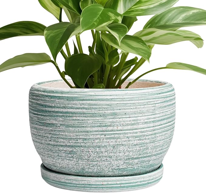 SQOWL Ceramic Planters for Indoor Plants by SQOWL