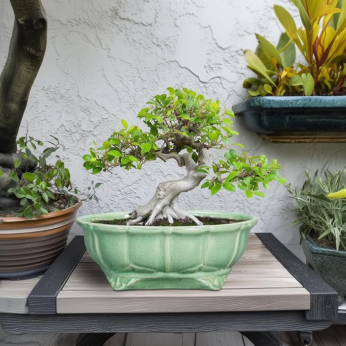 Bonsai Pots 11 Inch - Image 3