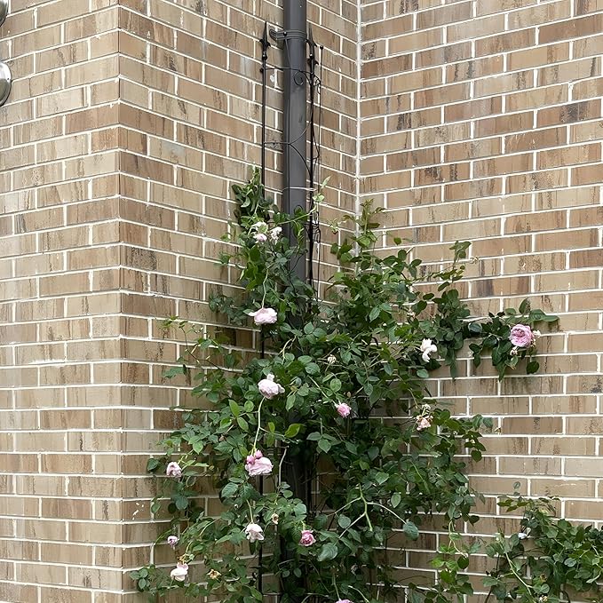 Garden Trellis 2 Pack 72'' H x 12'' W Metal Plant Trellis Indoor/Outdoor Metal - Image 4