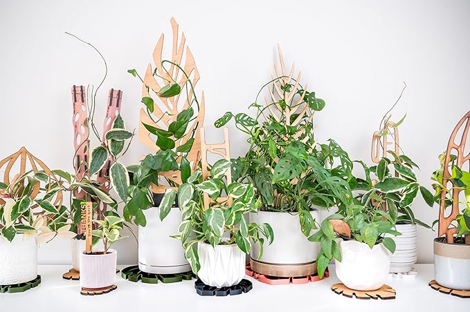 Treleaf Zella Regular Starter Kit – Wooden Extendable Plant Trellis - Image 5