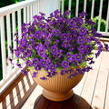 INQCMY Artificial Fake Petunias Flowers by INQCMYPlantRack