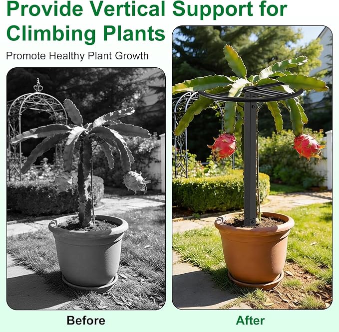 Adjustable Dragon Fruit Trellis, Heavy Duty Metal Plant Support Frame - Image 5