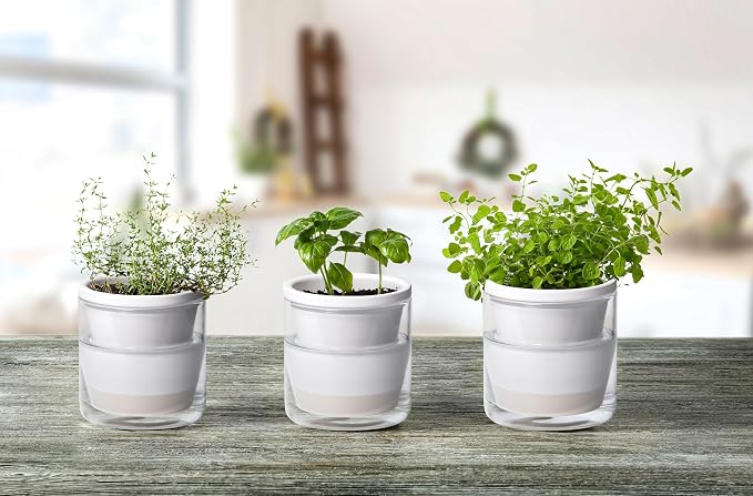 D'vine Dev 4 Inch Design Self Watering Planter - Image 2