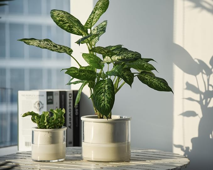 Phoenix Vine 6 Inch 4 Inch Self Watering Planter Pots, Design White Terracotta - Image 7