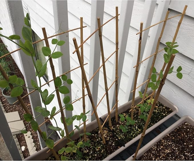 Avalution 10 Pack Bamboo Trellis - Image 8
