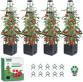 MQFORU Tomato Planter Boxes by MQFORU