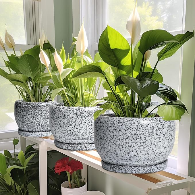 SQOWL Ceramic Planters - Image 6