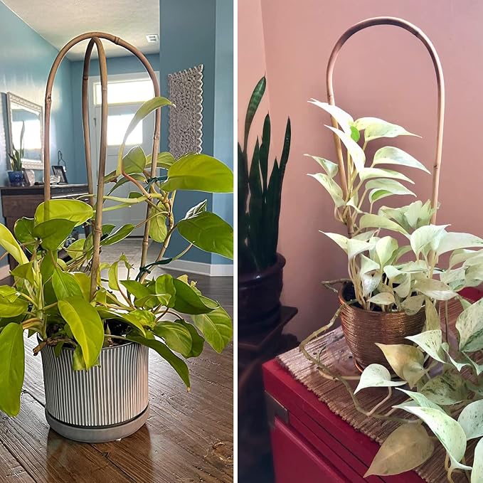 Avalution 16" Natural Bamboo Plants Trellis U-Hoop, Bamboo Gaeden Trellis - Image 5