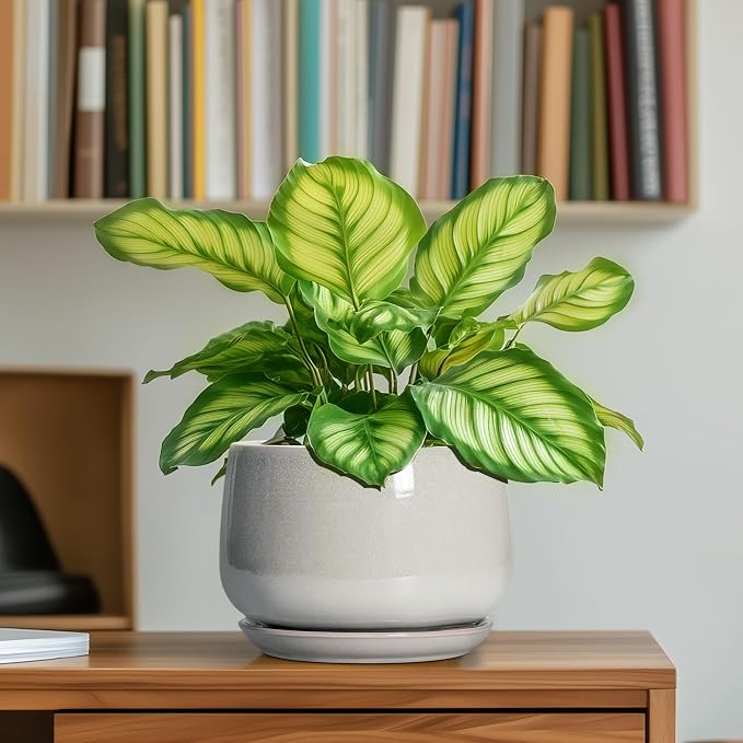 G EPGardening Ceramic Pots for Plants - Image 6