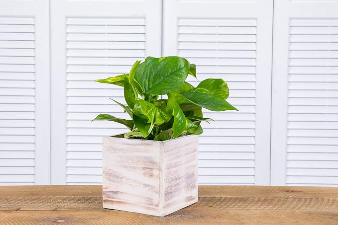 Wooden Planter Box, Rustic Whitewash - Image 5