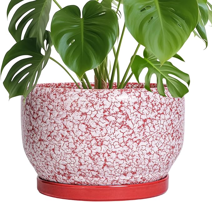 SQOWL Ceramic Planters for Indoor Plants by SQOWL