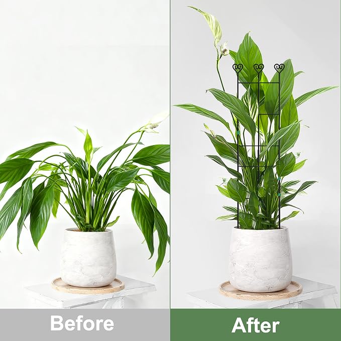Coomin 2 Pack 32in Monstera Plant Support Stakes - Image 4