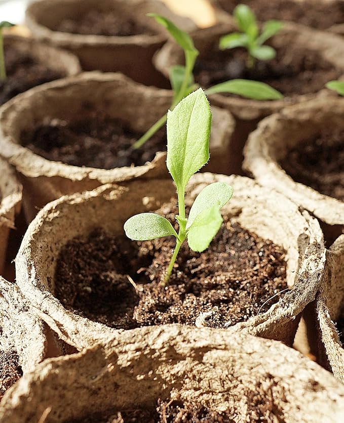 homenote Peat Pots - Image 6