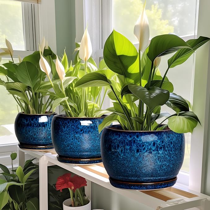 SQOWL Ceramic Planter 8 Inch - Image 7