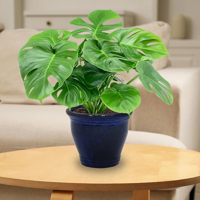 Sunnydaze Round Ceramic Planter - Image 8